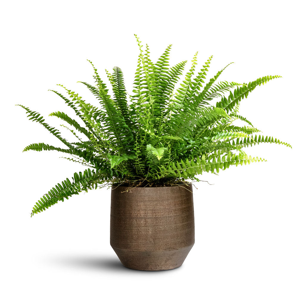 Nephrolepis exaltata Bostoniensis 26x75cm Norell Pot Chestnut 32x30cm