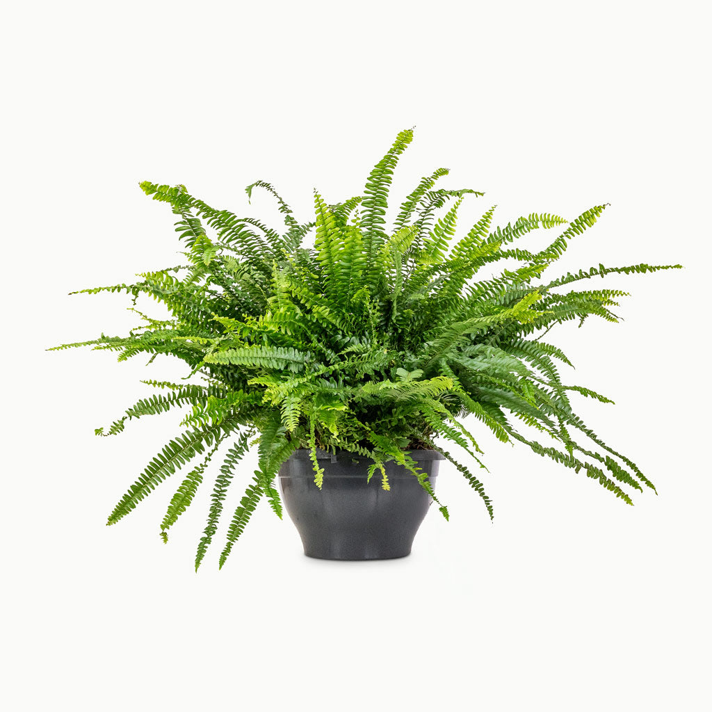 Nephrolepis exaltata Bostoniensis - 30x90cm