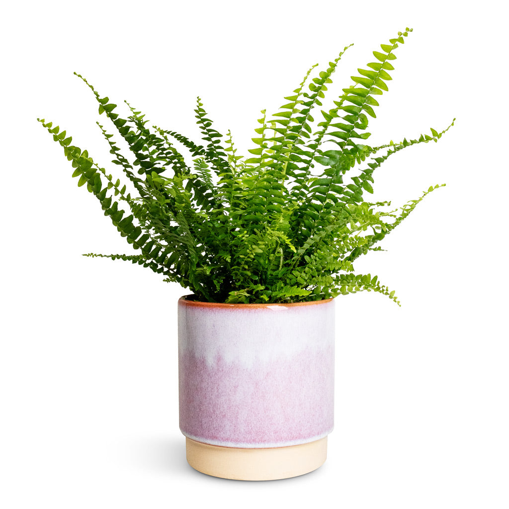 Nephrolepis exaltata Bostoniensis - Boston Fern & Copenhagen Plant Pot - Pink