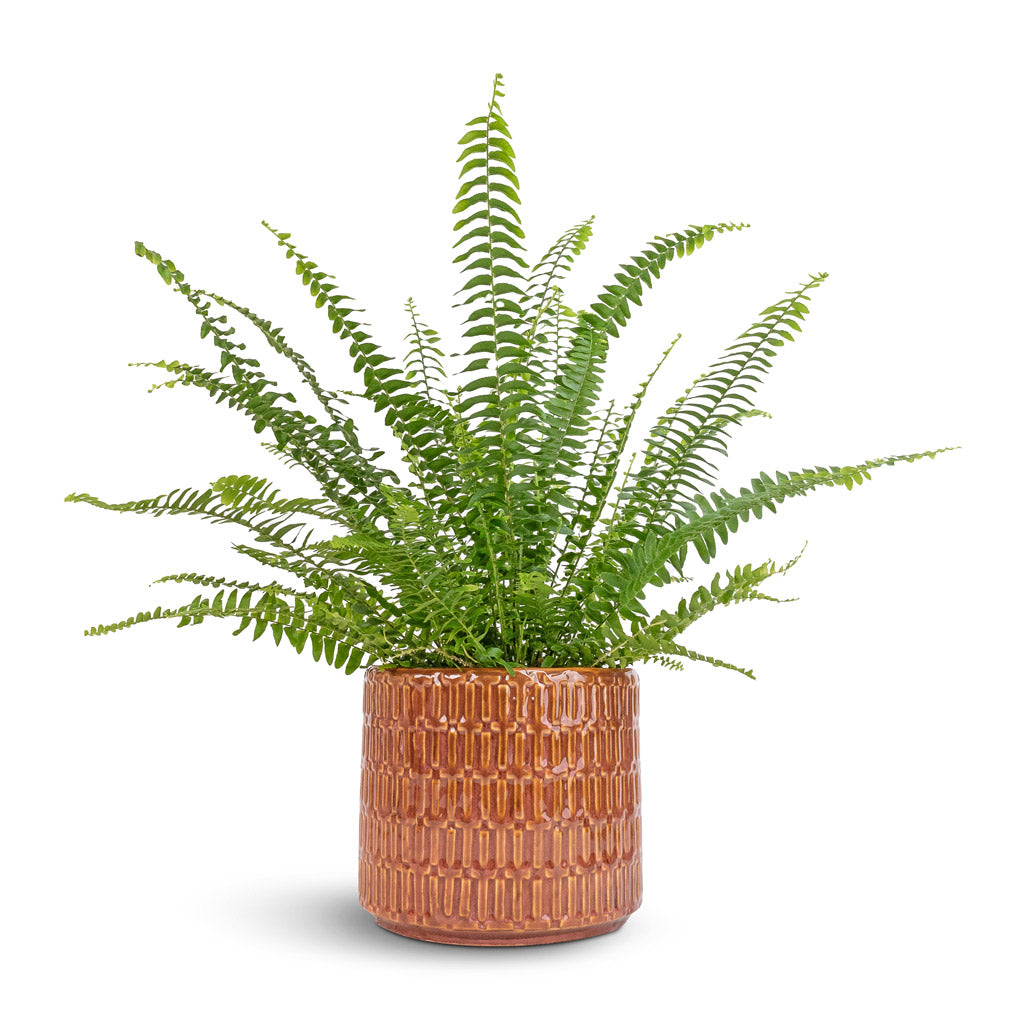 Nephrolepis exaltata Bostoniensis - Boston Fern Plants| Hortology ...