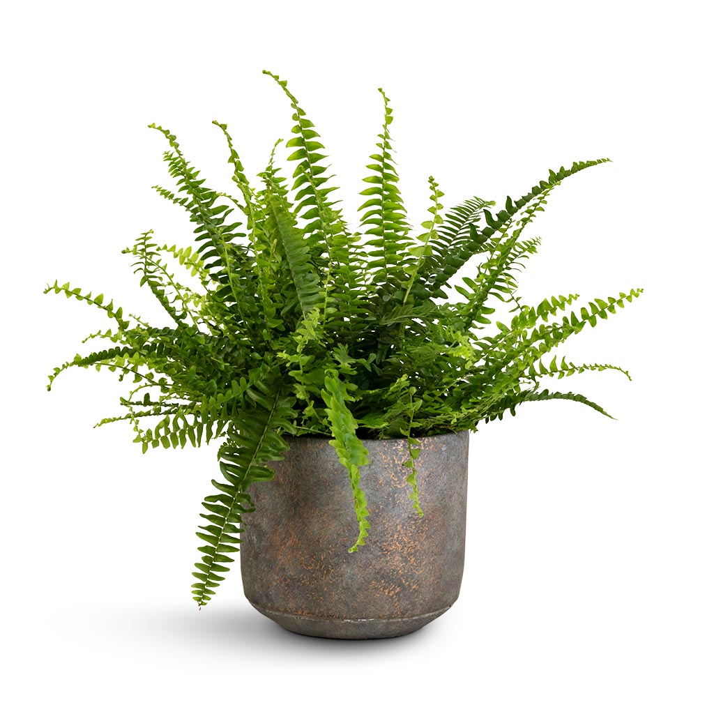 pot for fern plant Nephrolepis exaltata Bostoniensis - Boston Fern Plants| Hortology