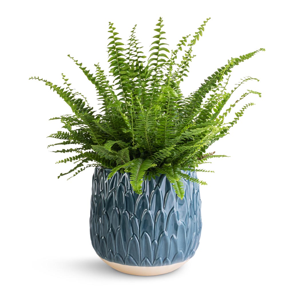 Nephrolepis exaltata Bostoniensis - Boston Fern & Arles Leaf Plant Pot - Teal