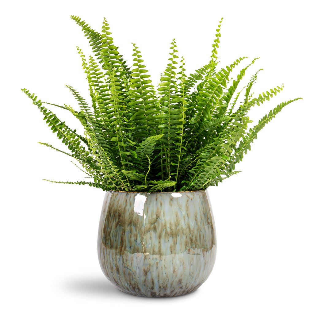 Nephrolepis exaltata Bostoniensis Boston Fern - 17x40cm In Odile Plant Pot Dusk Blue - 24x19cm