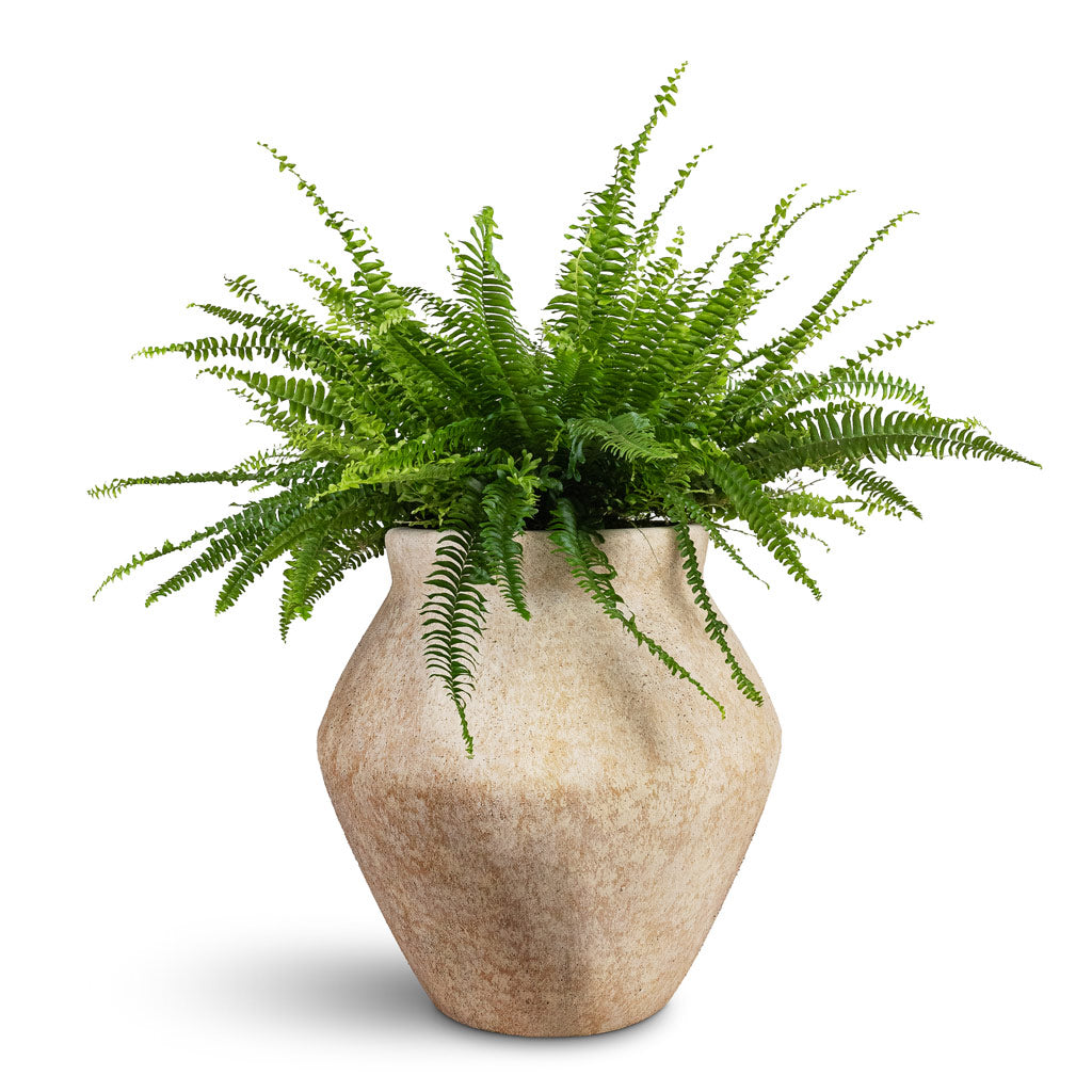 Nephrolepis exaltata Bostoniensis Boston Fern - 19x50cm &amp; Fleuri Mineral Planter Travertine - 46x46cm