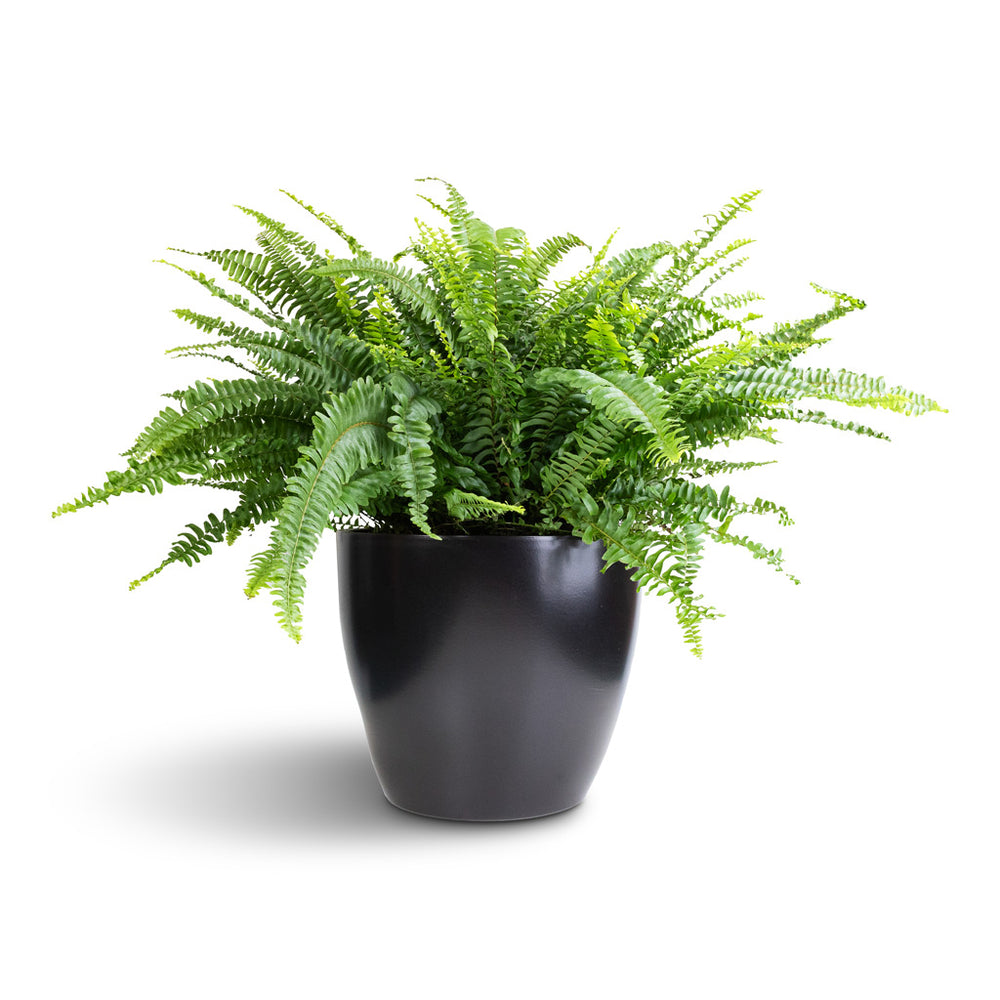 Nephrolepis exaltata Bostoniensis - Boston Fern Plants| Hortology ...