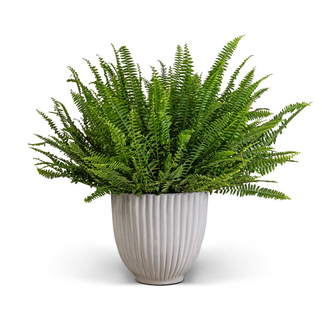 Nephrolepis exaltata - Boston Fern & Lagos Plant Pot - Cement