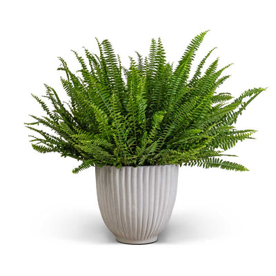 Nephrolepis exaltata Bostoniensis - Boston Fern Plants| Hortology