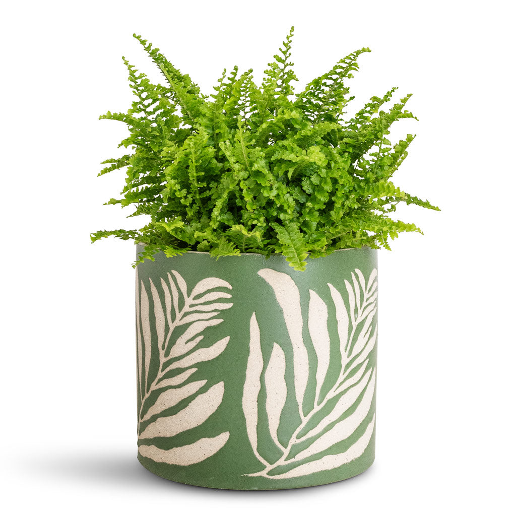 Nephrolepis exaltata Vitale Leaf Pot Green