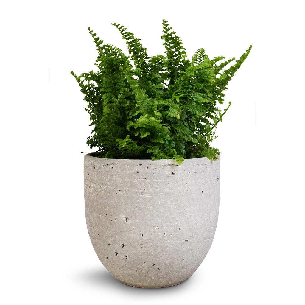 Nephrolepis exaltata Vitale - Compact Sword Fern & Cas Plant Pot - Cool Grey