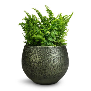 Nephrolepis exaltata Vitale - Compact Sword Fern & Noor Plant Pot - Velvet Green