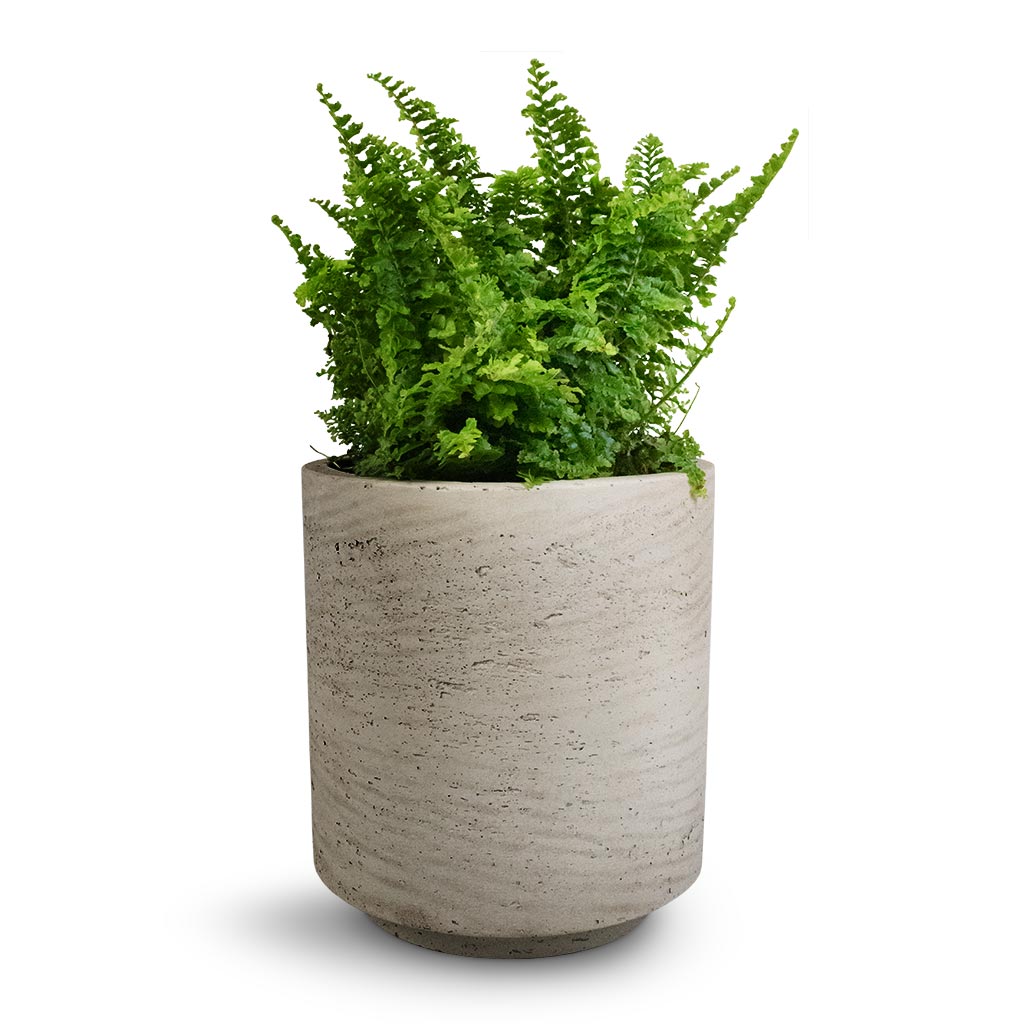 Nephrolepis exaltata Vitale - Compact Sword Fern & Suzi Plant Pot - Grey Washed