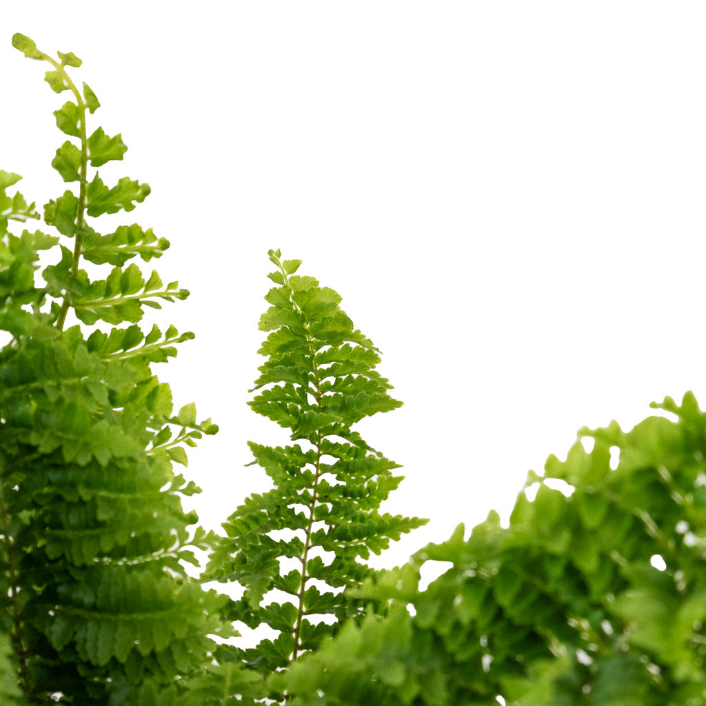 Nephrolepis exaltata Vitale Compact Sword Fern