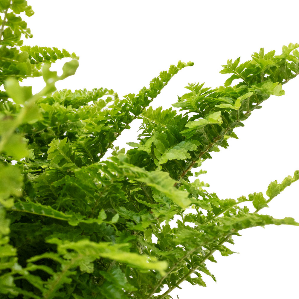 Compact Fern Tree Nephrolepis exaltata Vitale Plants - Compact Sword Fern | Hortology ...