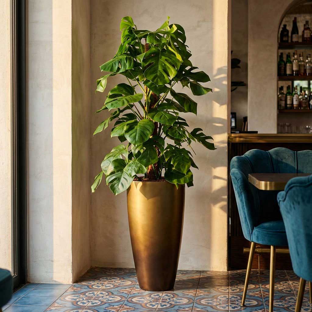 Monstera deliciosa - Moss Pole - HydroCare in Gradient Partner Planter - Matt Honey - 40x75cm