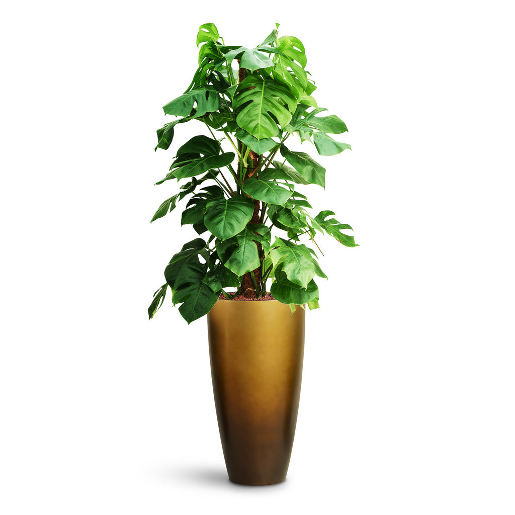 Gradient Partner Planter - XL Plant Display