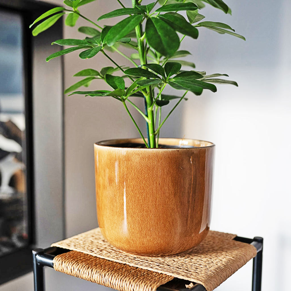 Nine Caramel Plant Pot & Houseplant