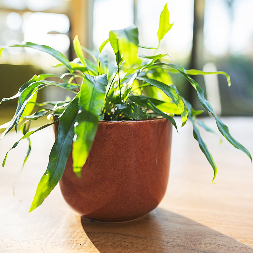 Nine Blush Pink Plant Pot On Table 