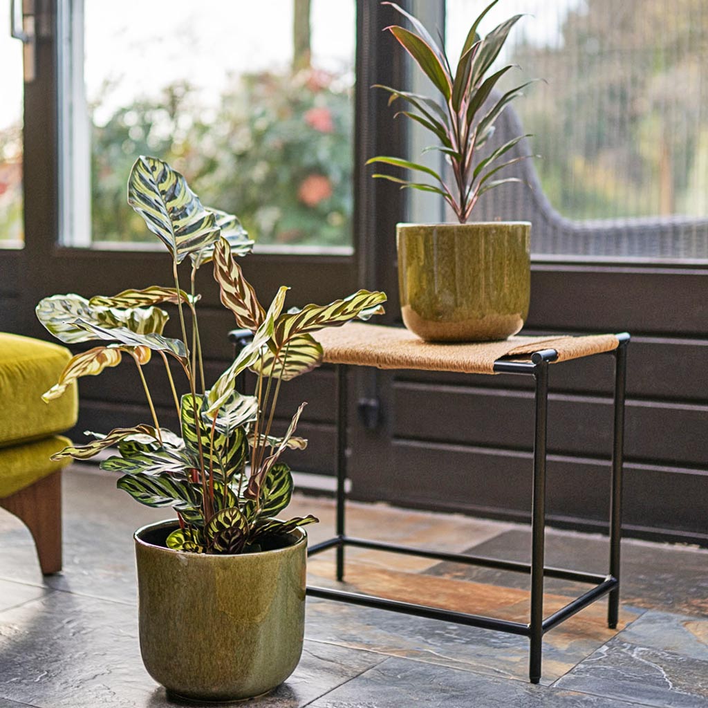 Nine Olive Green Plant Pots with 
Calathea & Cordyline 