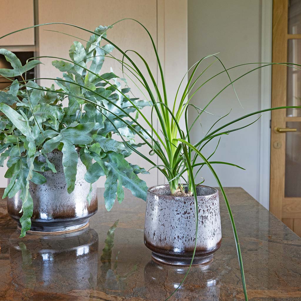 Blue Star Fern in Noaz Coffee Plant Pot 