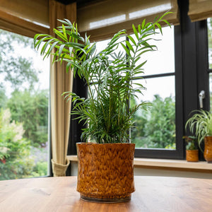 Nolan Plant Pot - Caramel & Palm