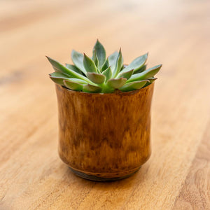 Nolan Plant Pot - Caramel & Succulent