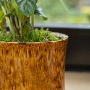 Nolan Plant Pot - Caramel with moss
