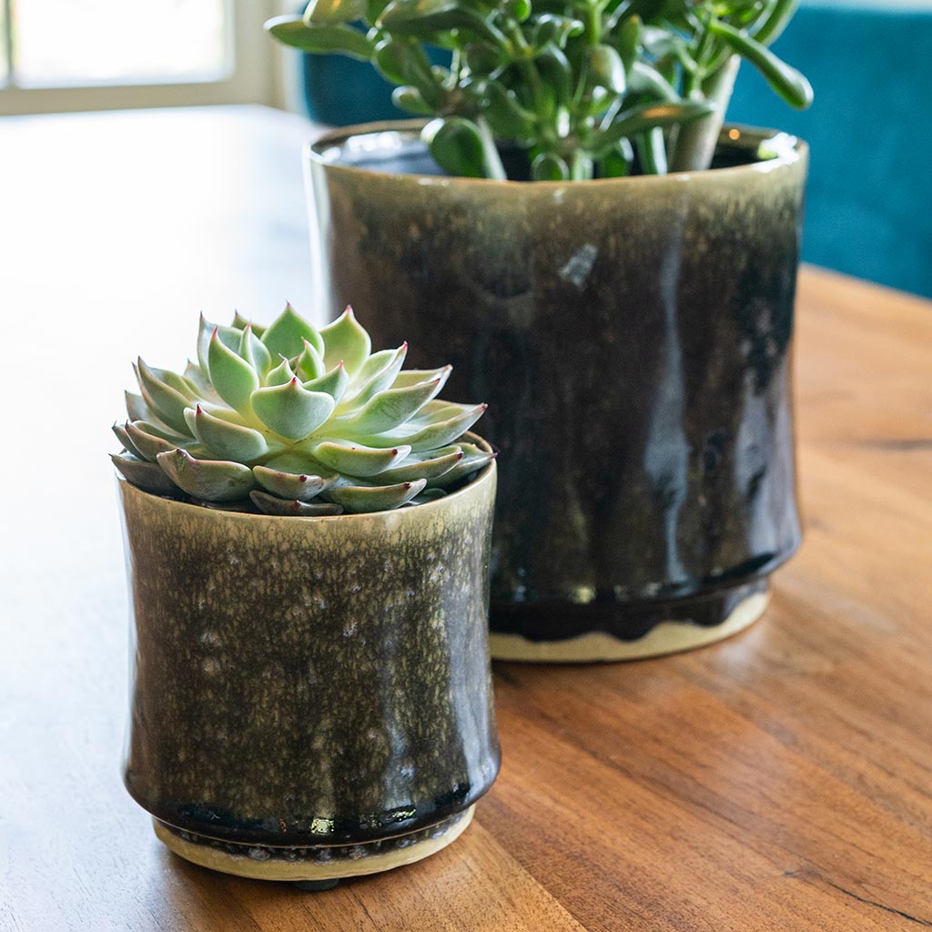 Nolan Plant Pot - Pine - Small Indoor Succulent