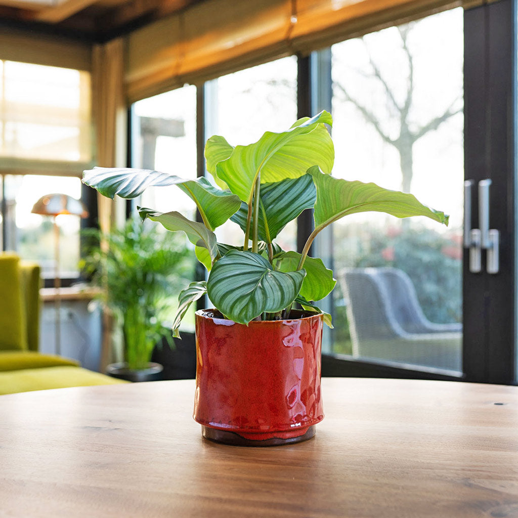 Calathea Orbifolia In Nolan Red Plant Pot