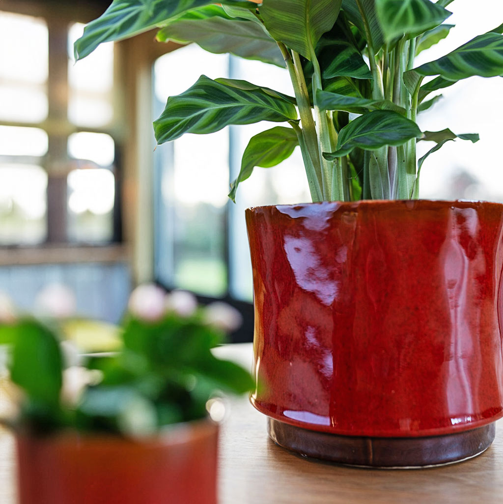 Calathea Orbifolia In Nolan Red Plant Pot