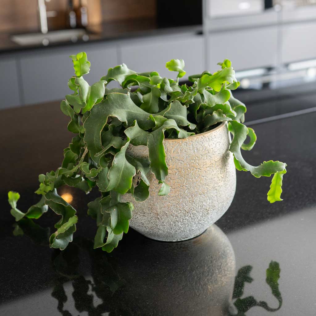 Noor Plant Pot - Metallic Grey