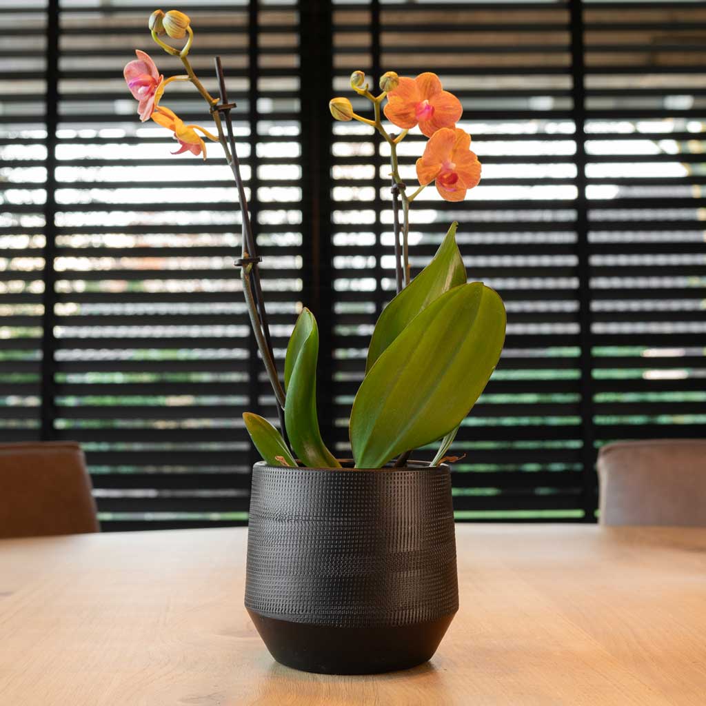 Norell Plant Pot - Black & Orchid