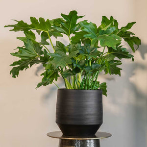 Norell Plant Pot - Black & Philodendron Winterbourn - Xanadu Philodendron