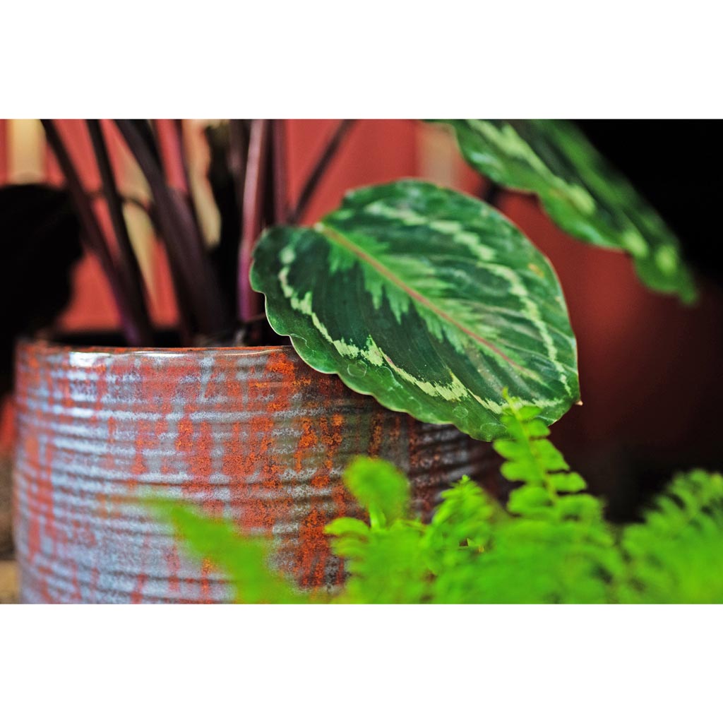 Noud Plant Pot - Copper & Calathea Medallion Houseplant