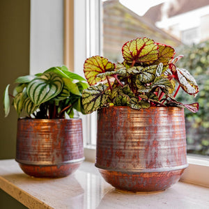 Noud Plant Pot - Copper, Begonia & Pepperomia Houseplants