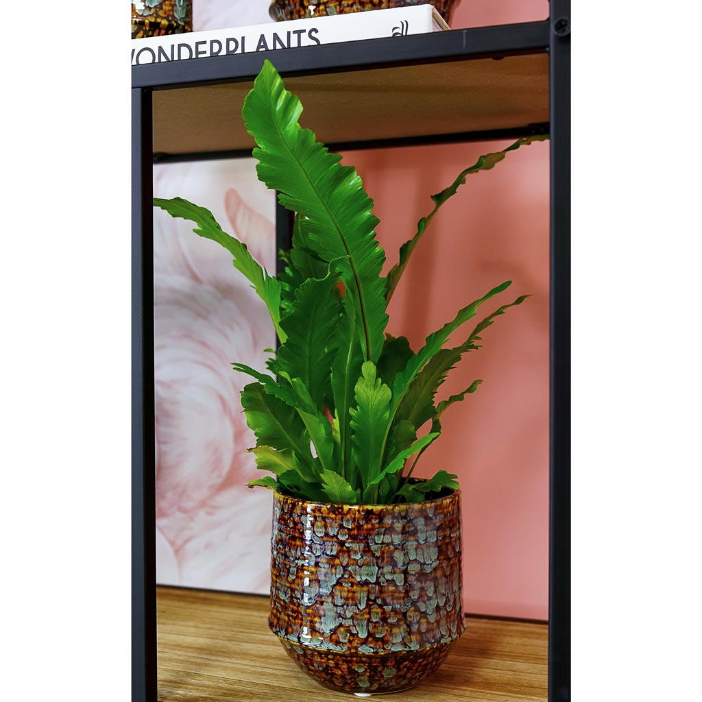 Noud Plant Pot - Marrakesh & Asplenium nidus Campio - Champion's Bird's Nest Fern