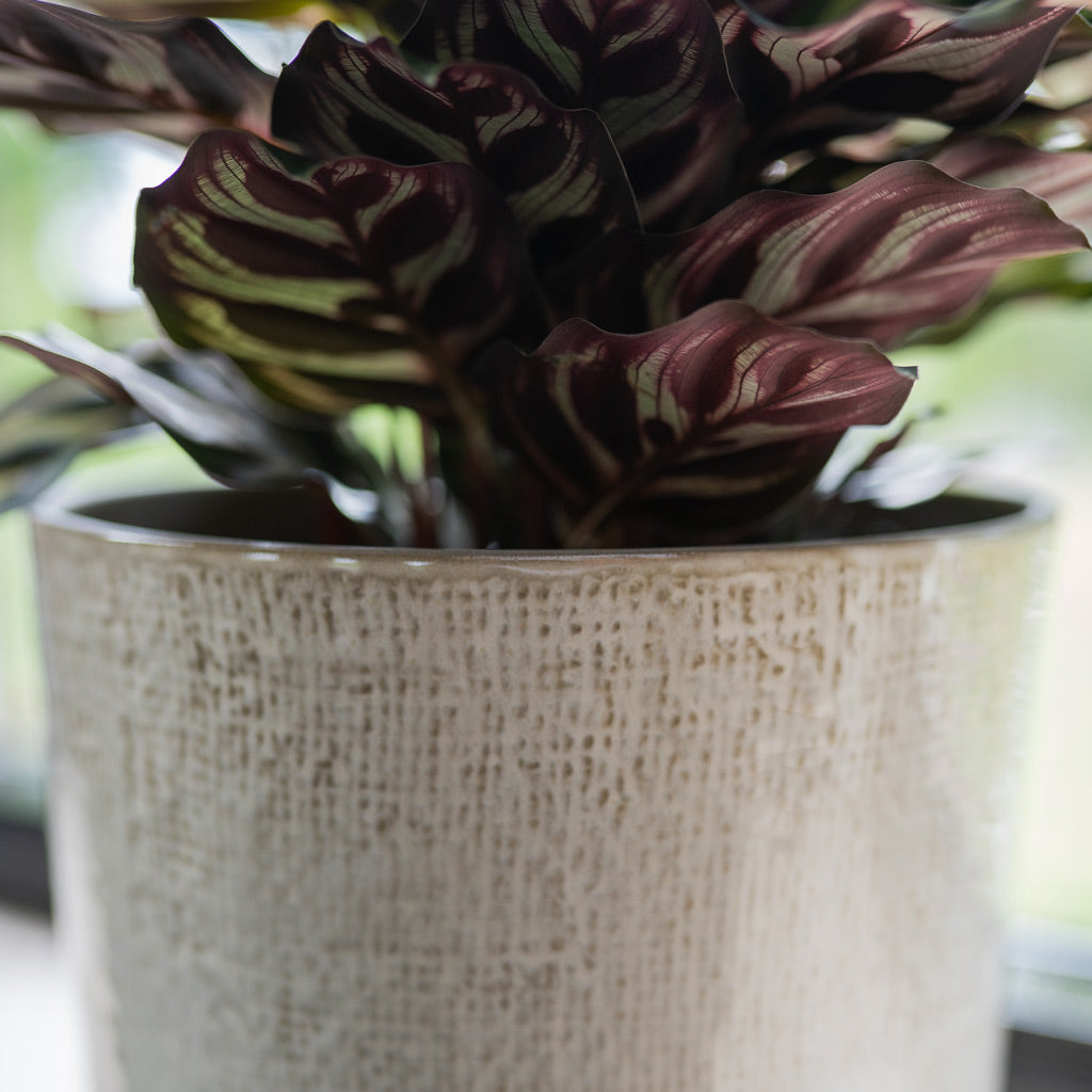 Nouri Plant Pot Ivory Close up