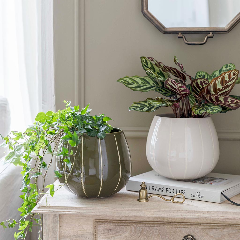 Nova Plant Pot - Cream