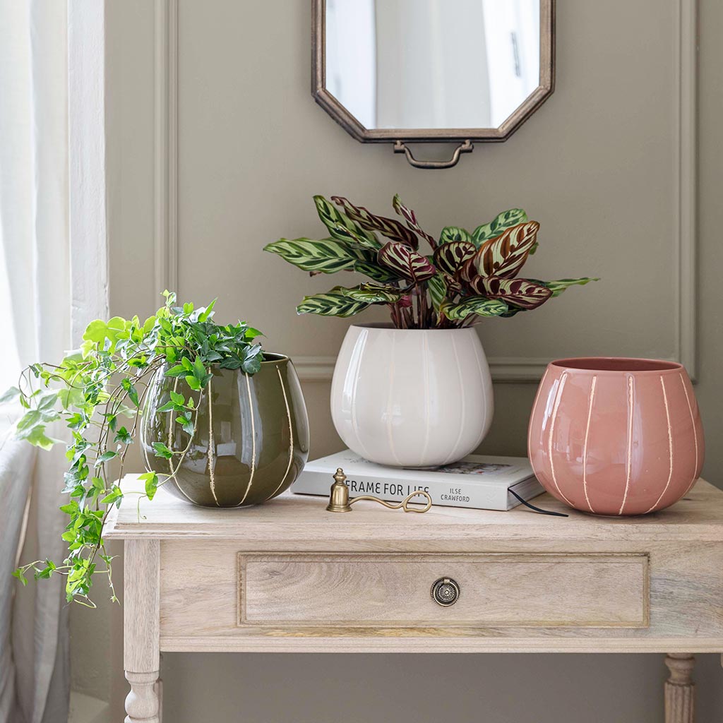 Nova Plant Pot - Cream & Collection