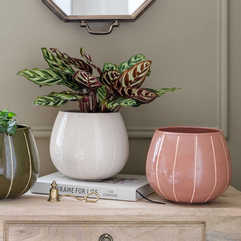 Nova Plant Pot - Rose & Collection With Calathea