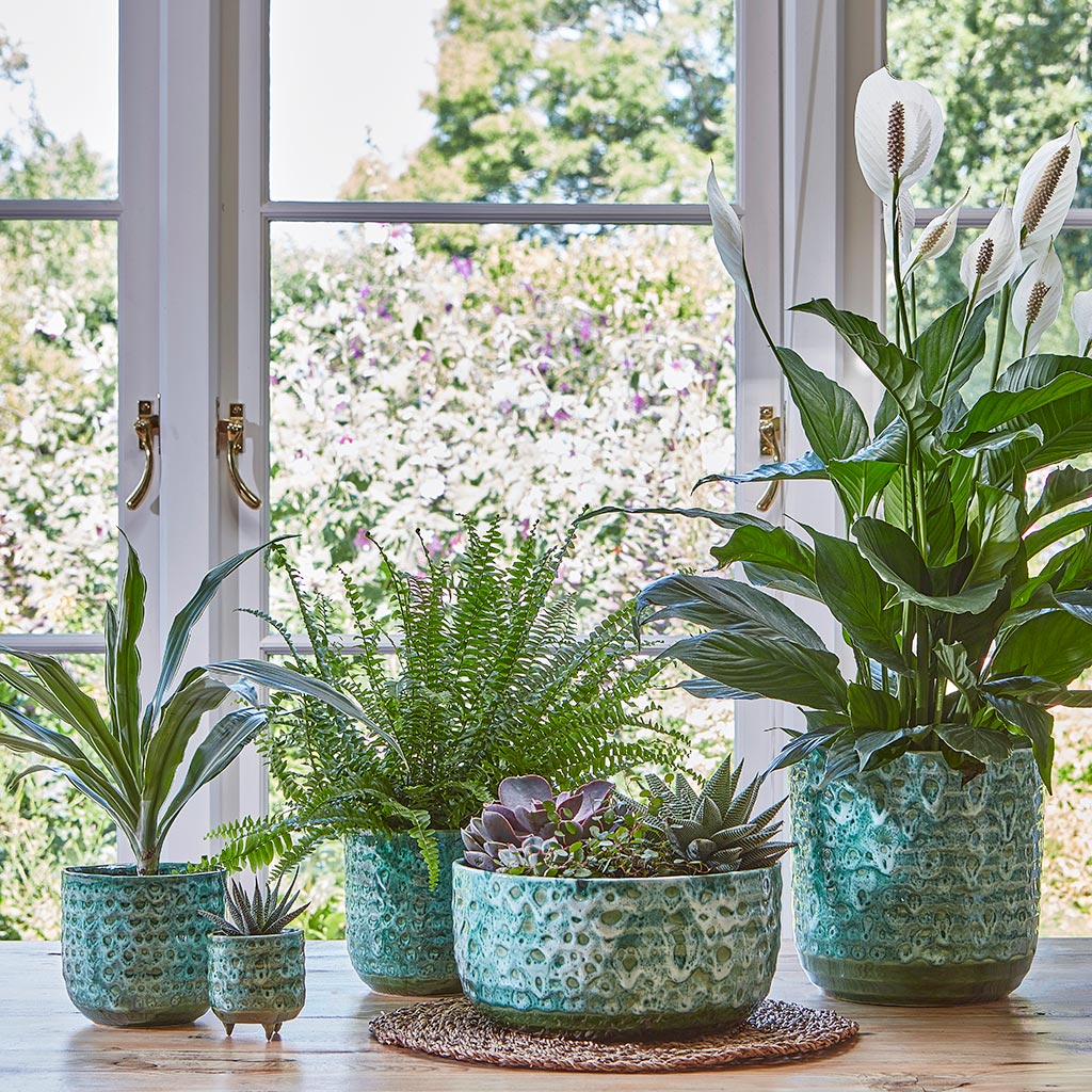 Ocean Glaze Plant Bowl - Emerald & Plant Pot Collection