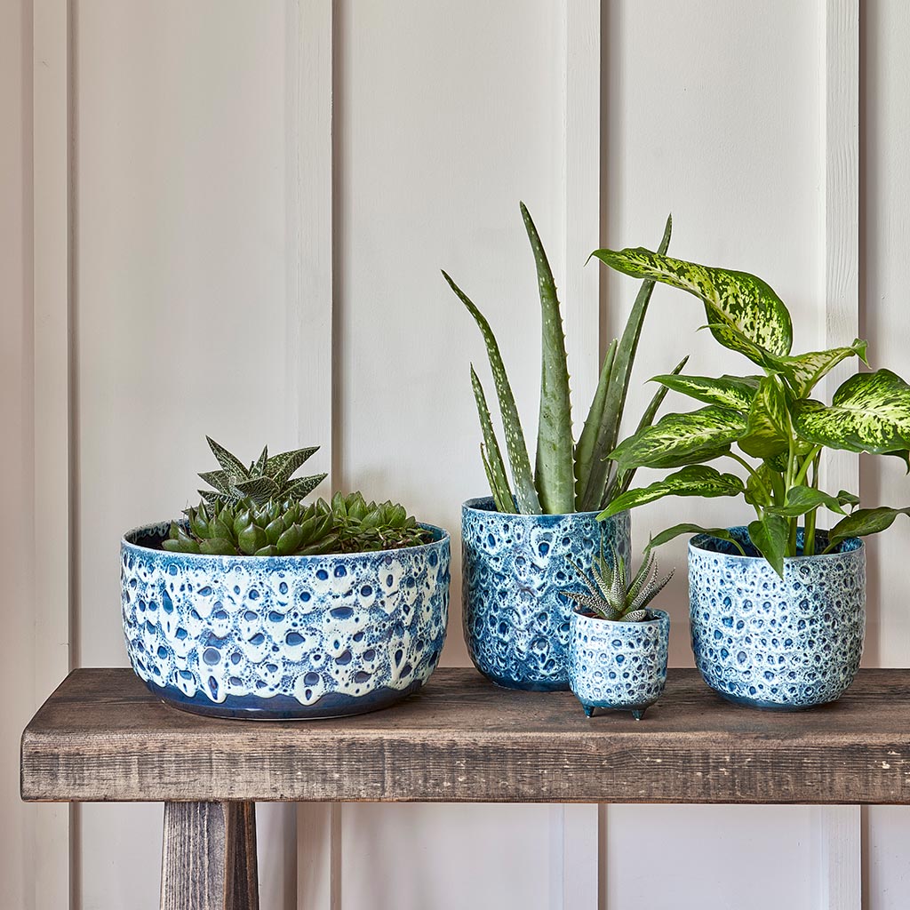 Ocean Glaze Plant Bowl - Sapphire & Houseplants