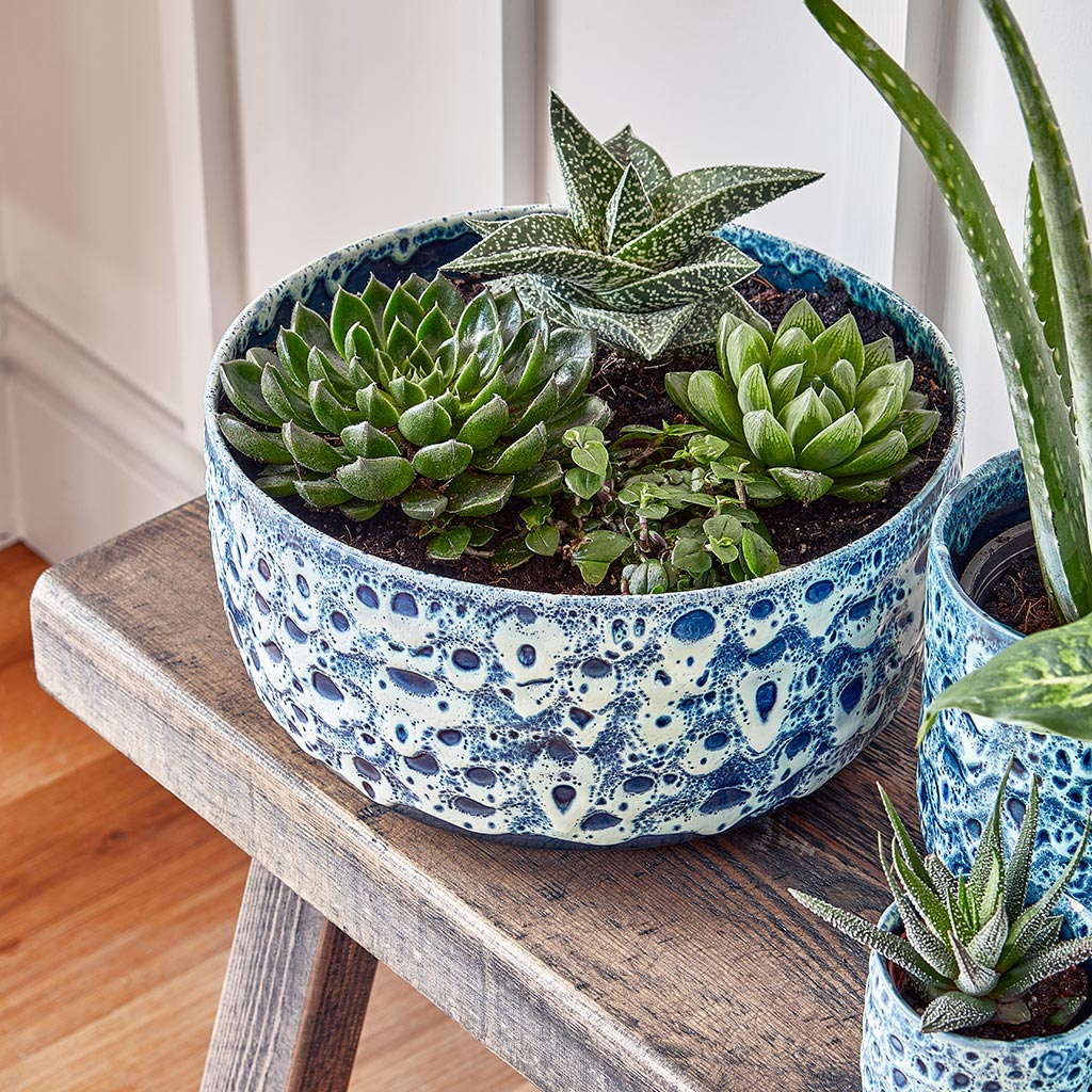 Ocean Glaze Plant Bowl - Sapphire & Succulents