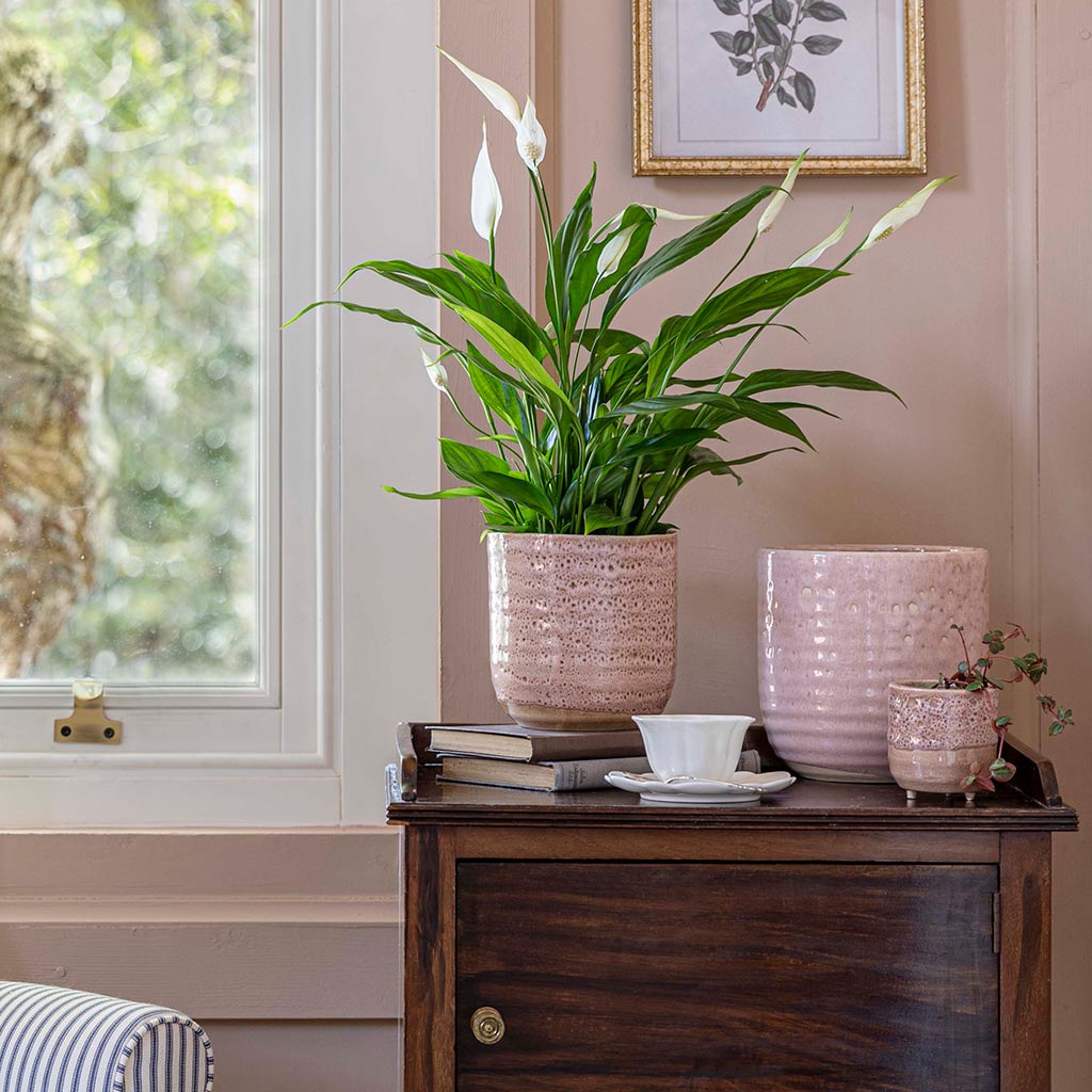 Ocean Glaze Plant Pot - Morganite & Peace Lily