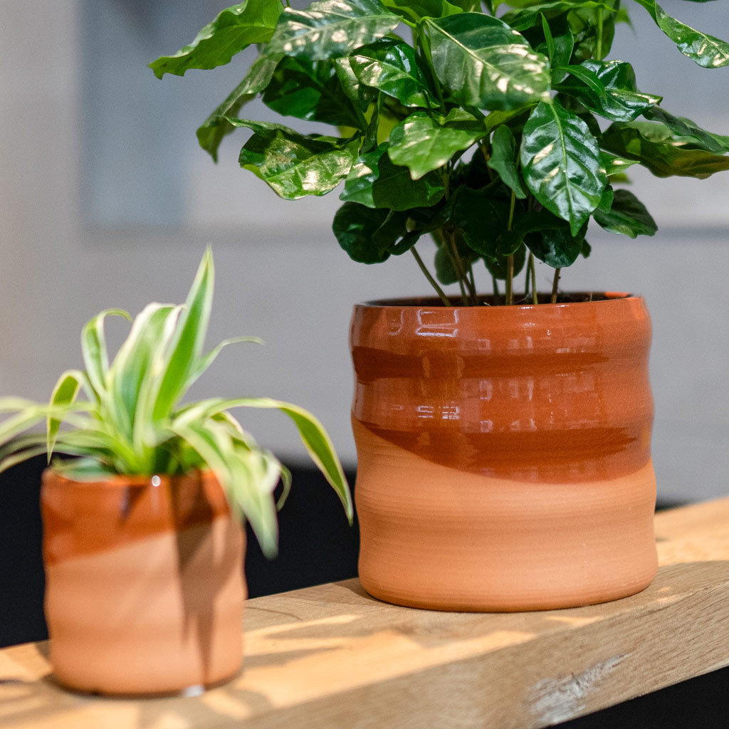 Coffea & Spider Plant In Odin Red Terra