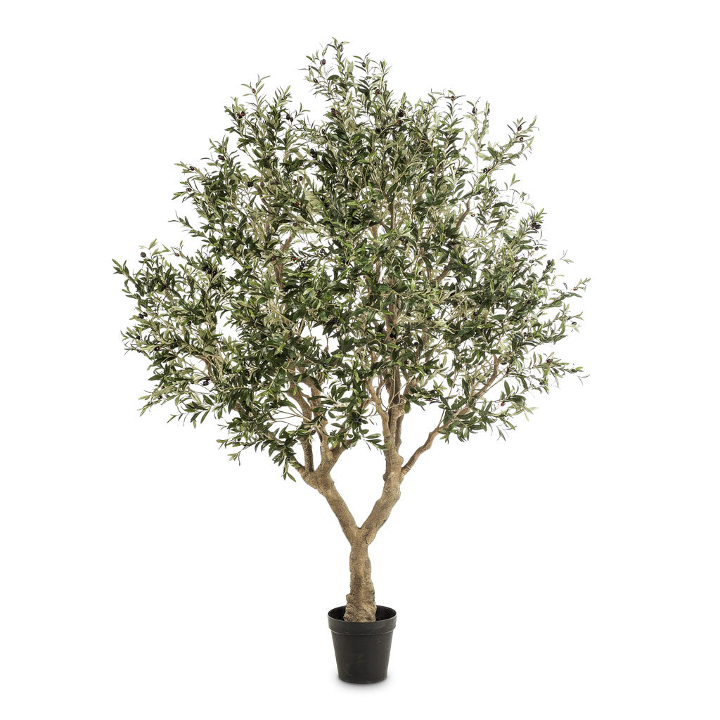 Olive Botanical Tree Potted Artificial 250cm