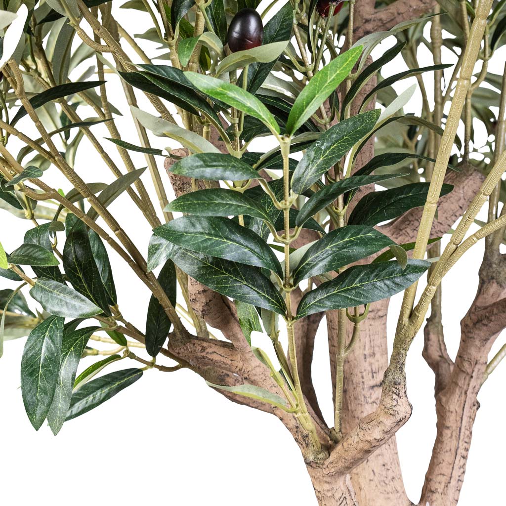 Olive Tree Artificial Close Up Of Leaves And Trunk