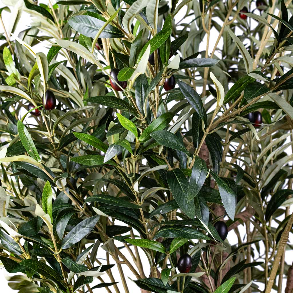 Olive Tree Artificial Close Up 