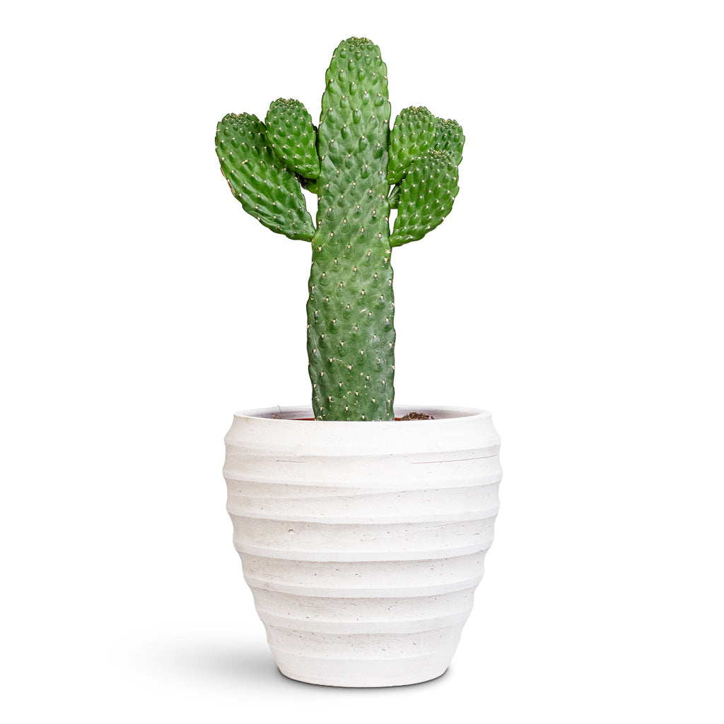 Opuntia consulea Road Kill 17x50cm House Plant in Beatrice Pot White 24x24cm
