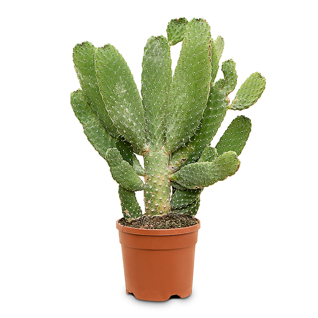 Opuntia consulea Road Kill 20x80cm