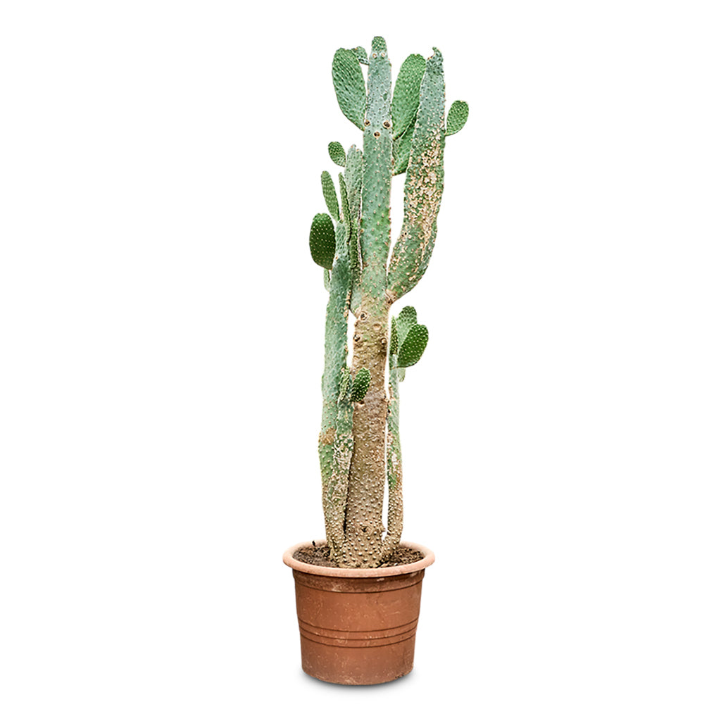 Opuntia consulea Road Kill 48x190cm
